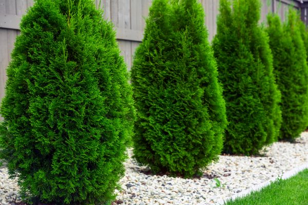 Arborvitae Planting in Poughkeepsie