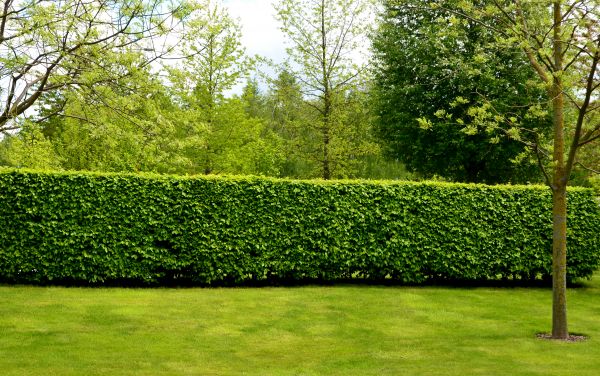 Hedge Planting in Poughkeepsie