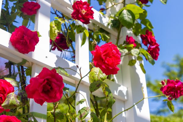 Home Gardening Service in Poughkeepsie