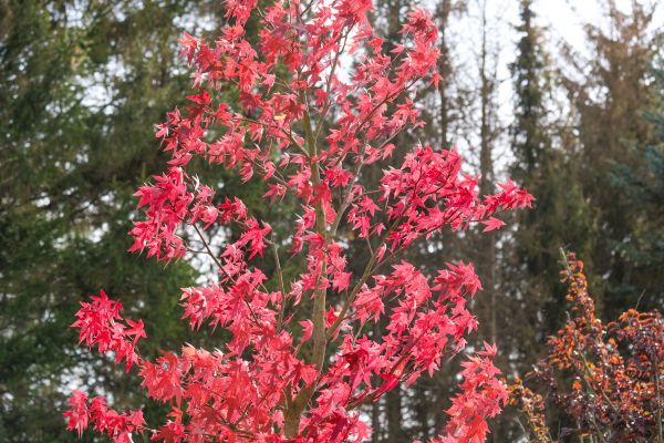 Japanese Maple Planting in Poughkeepsie