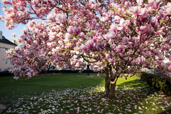 Magnolia Tree Planting in Poughkeepsie