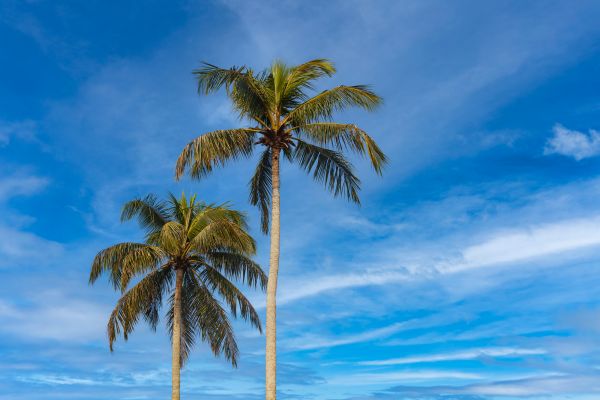 Palm Tree Planting in Poughkeepsie