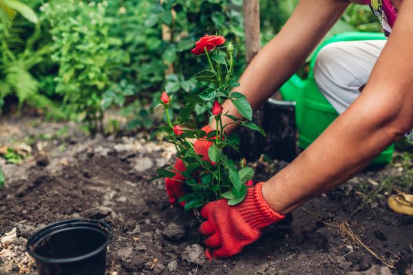 Planting Service in Poughkeepsie
