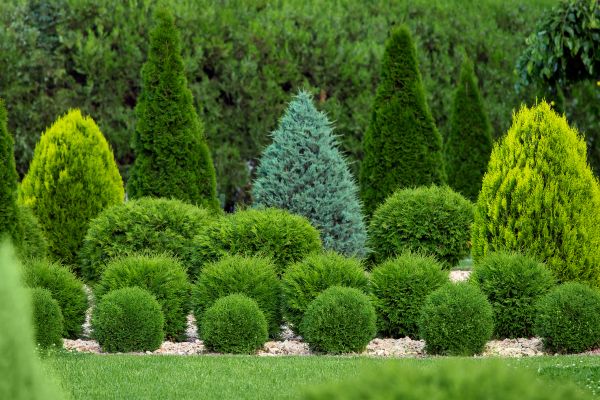 Shrub Replacement in Poughkeepsie