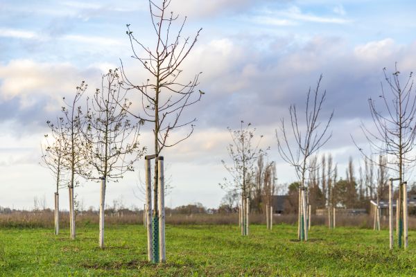 Tree Installation Service in Poughkeepsie