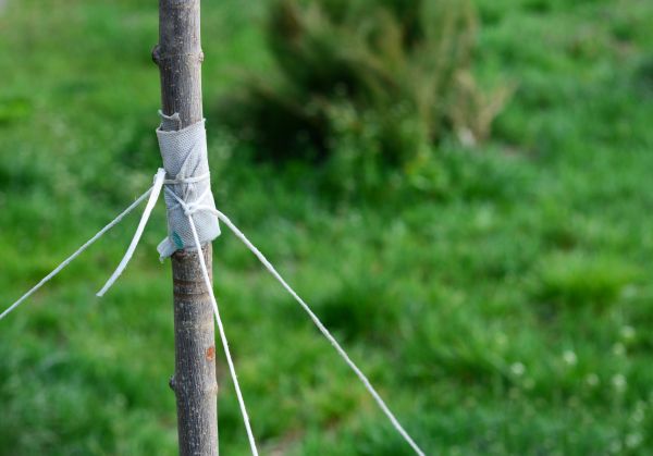 Tree Staking Service in Poughkeepsie