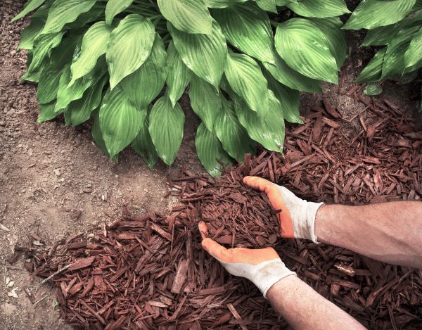 Shredded Mulch Service in Poughkeepsie