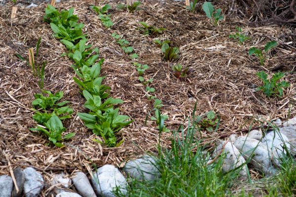Mulch Service in Poughkeepsie