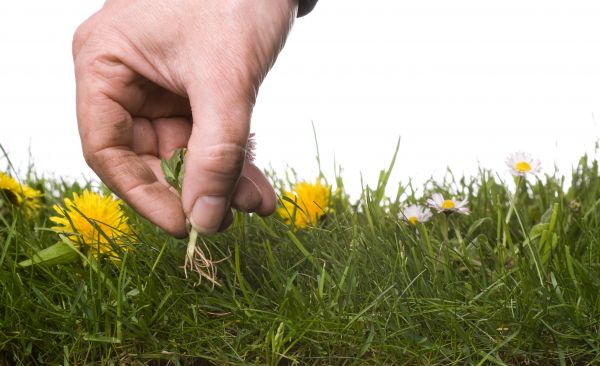 Lawn Weeding in Poughkeepsie