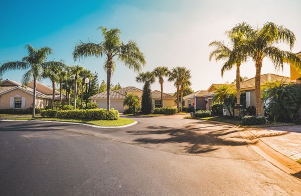 Palm Tree Landscaping in Poughkeepsie