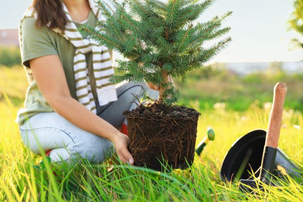 Spruce Tree Planting in Poughkeepsie