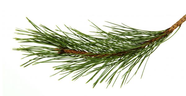 Pine Needles Installation in Poughkeepsie