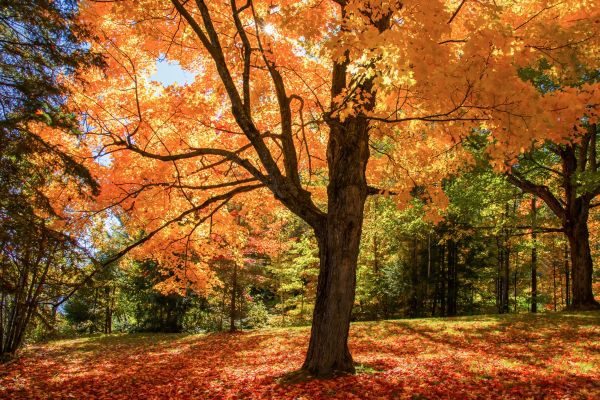 Maple Tree Planting in Poughkeepsie
