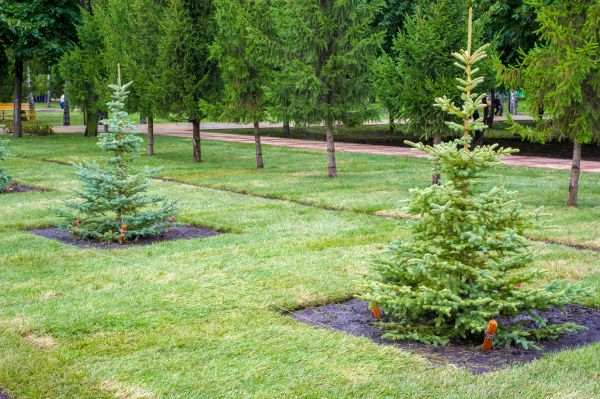 Privacy Trees Planting in Poughkeepsie