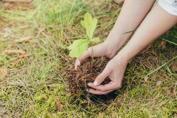 Oak Tree Planting in Poughkeepsie