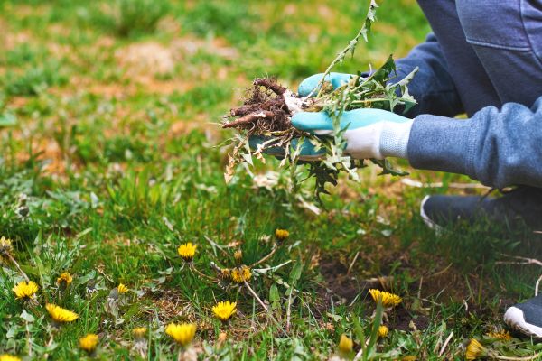 Flower Bed Clearing in Poughkeepsie