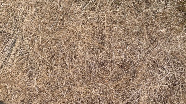 Pine Straw Replacement in Poughkeepsie