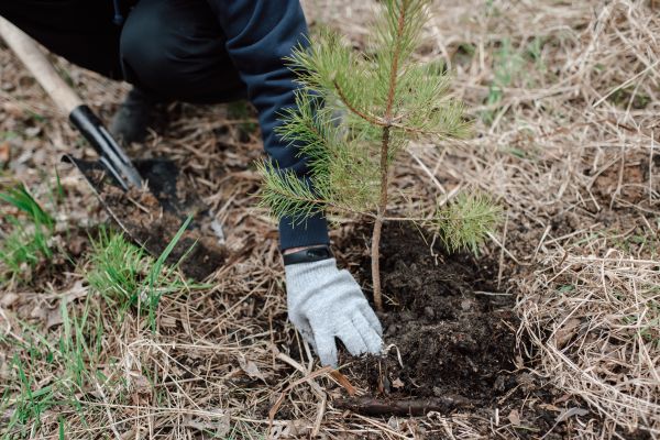 Pine Tree Planting in Poughkeepsie