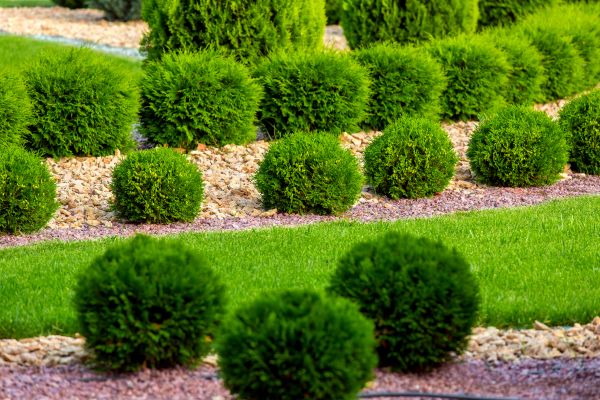 Bush Replacement in Poughkeepsie