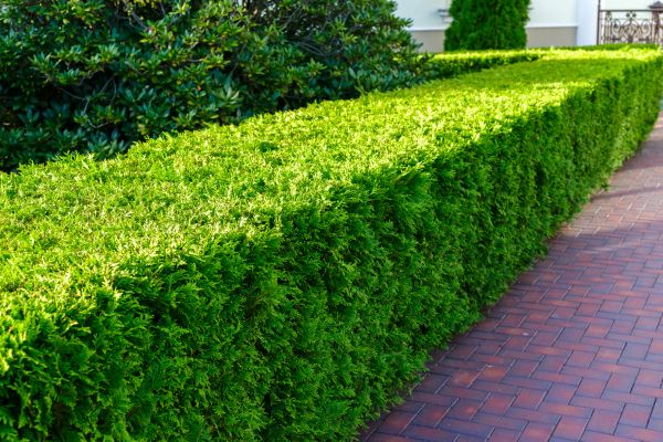 Hedge Installation in Poughkeepsie