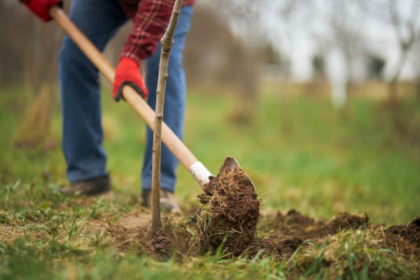 Trees Planting in Poughkeepsie