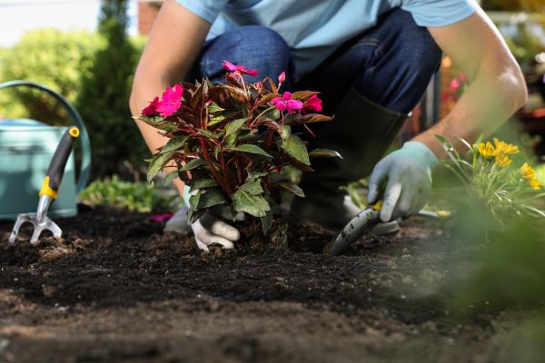 Plant Replacement in Poughkeepsie