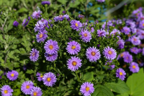 Perennial Flower Planting in Poughkeepsie