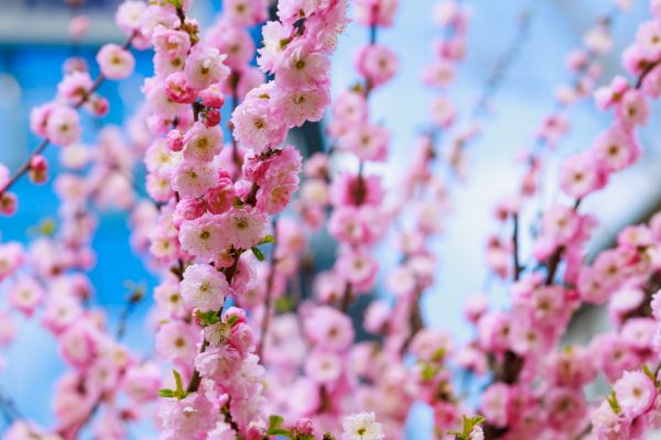 Japanese Cherry Tree Planting in Poughkeepsie