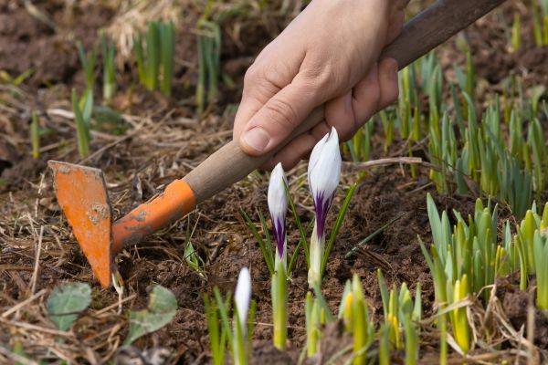 Flower Garden Weeding in Poughkeepsie