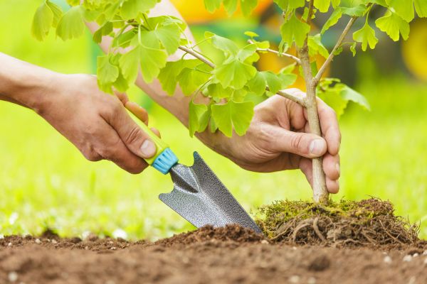 Fruit Tree Planting in Poughkeepsie