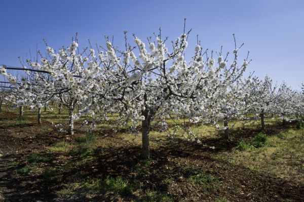 Orchard Planting in Poughkeepsie
