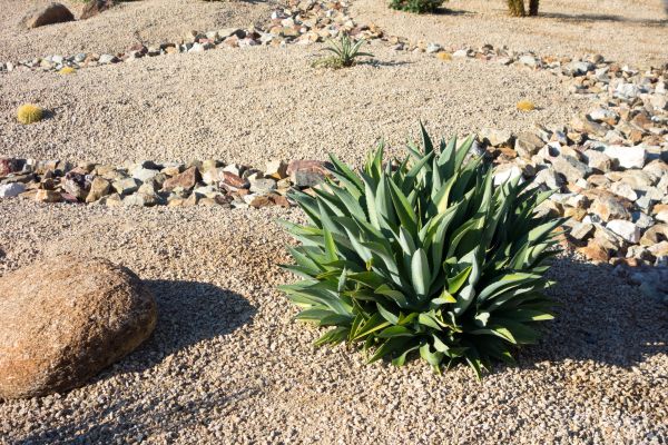 Xeriscaping Service in Poughkeepsie
