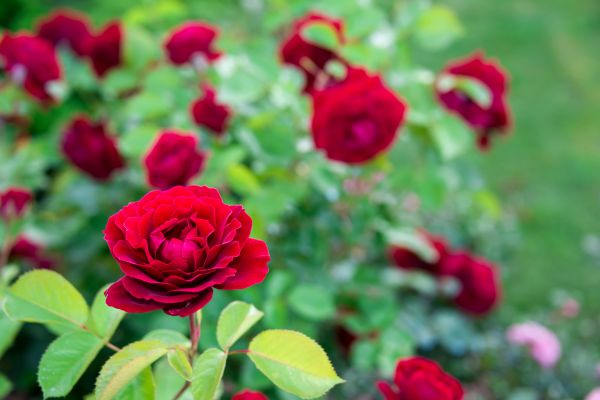 Rose Planting in Poughkeepsie