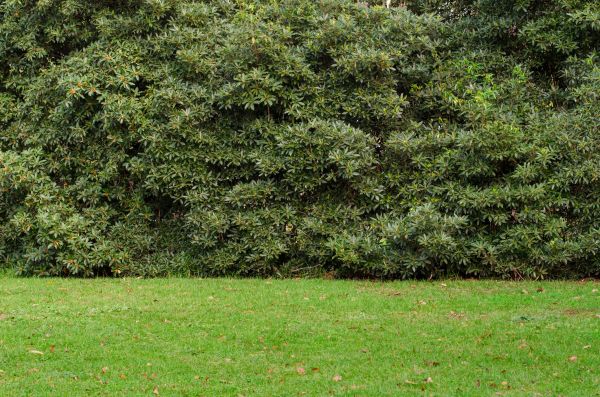 Privacy Hedge Planting in Poughkeepsie