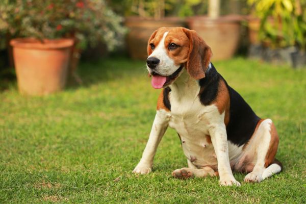 Dog Friendly Landscaping in Poughkeepsie