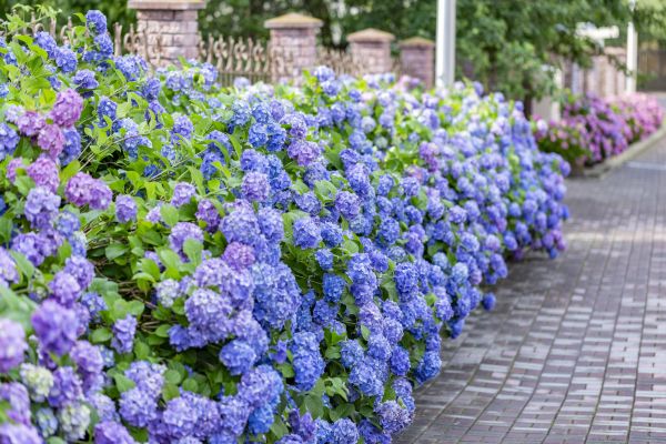 Hydrangea Landscaping in Poughkeepsie