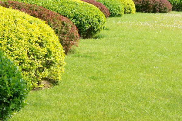 Shrubbery Planting in Poughkeepsie