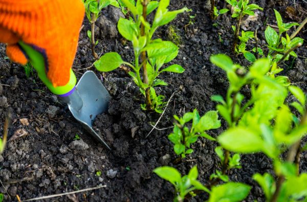 Hydrangea Planting in Poughkeepsie