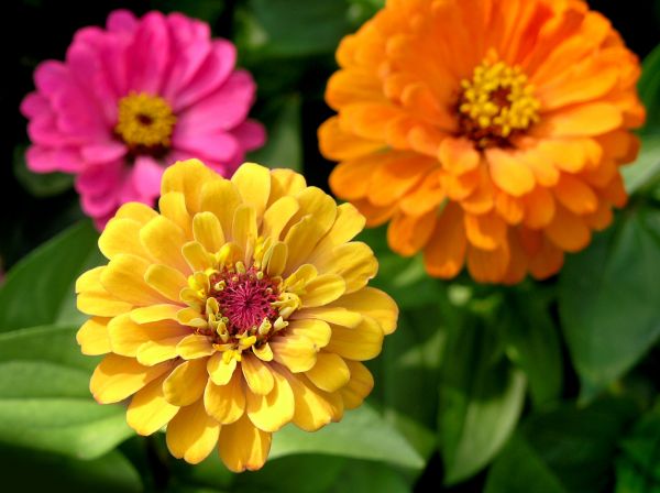 Zinnia Planting in Poughkeepsie