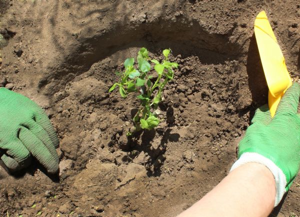 Rose Bush Planting in Poughkeepsie