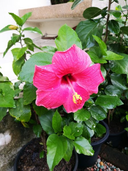 Hibiscus Planting in Poughkeepsie