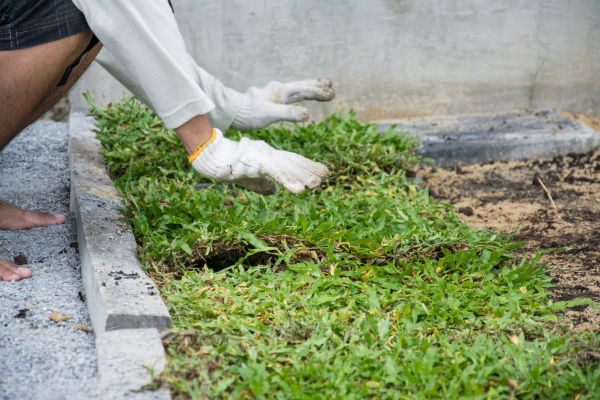 Ground Cover Planting in Poughkeepsie
