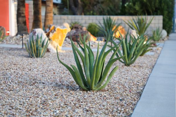 Drought Resistant Landscaping in Poughkeepsie