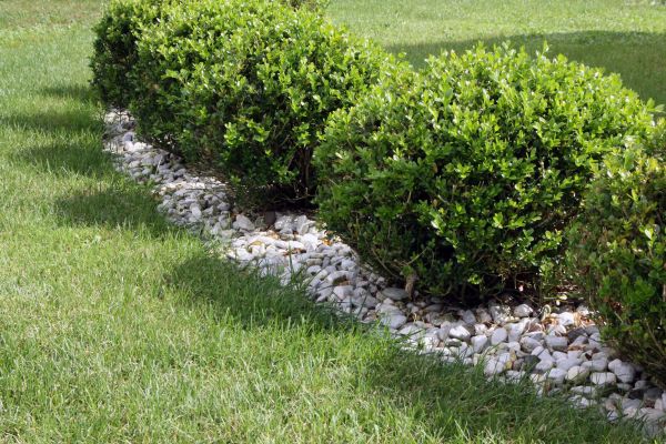 Boxwood Planting in Poughkeepsie