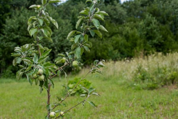 Apple Tree Planting in Poughkeepsie