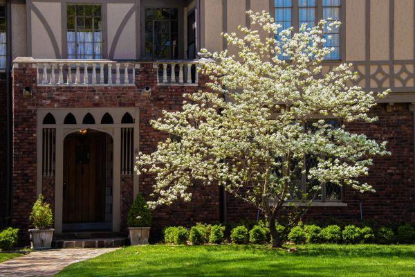 Dogwood Tree Planting in Poughkeepsie