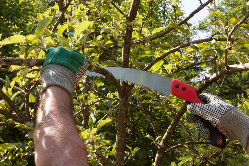 Arborist Pruning detail