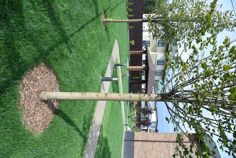 Landscapings with Trees