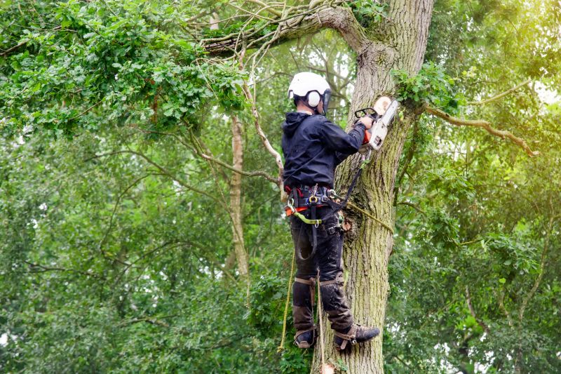 Tree and Shrub Care Services